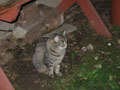 aggie under the potting bench.JPG